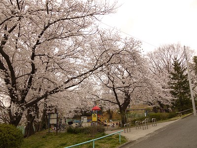 サクラの時期の公園です。