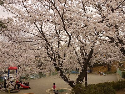 サクラの花と広場です。