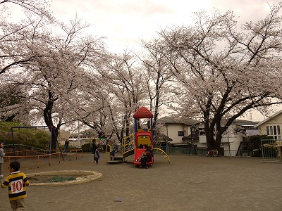 サクラの花と遊具です。