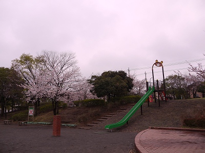サクラとすべり台です。