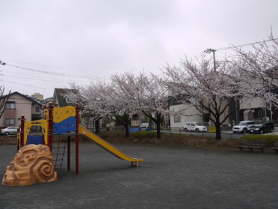 桜の花とすべり台です。