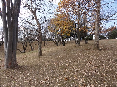 斜面の樹林地です。