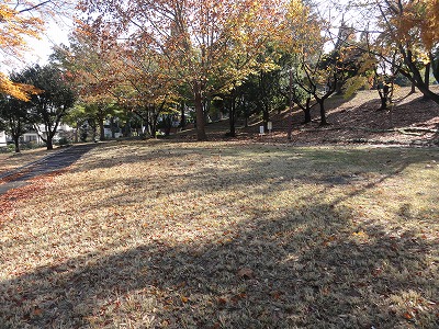 芝生の広場と樹林地です。