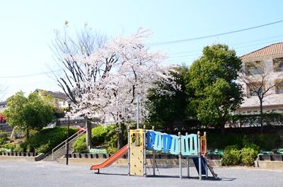 サクラと複合遊具です。