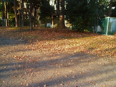 落ち着いた雰囲気の園路です。