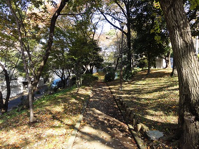 林の中の園路です。