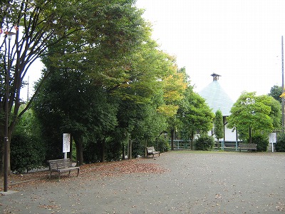 樹木と広場です。