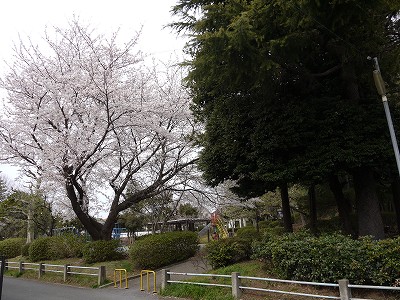 サクラと入口です。
