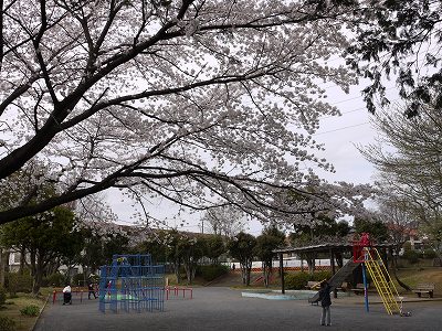 サクラと遊具です。