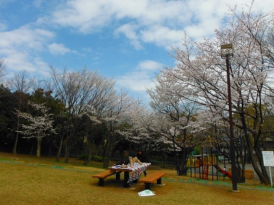 サクラと野外卓です。