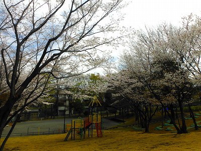 サクラと複合遊具です。