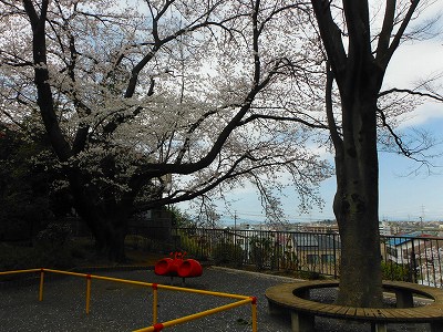 広場の端にあるサクラです。