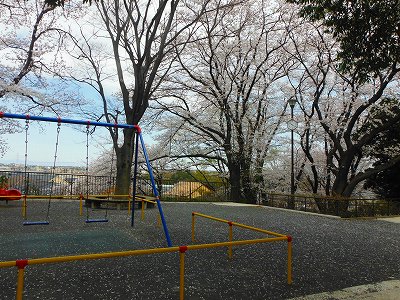 ブランコとサクラです。