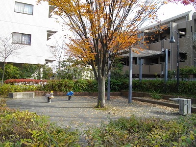 広場とケヤキです。