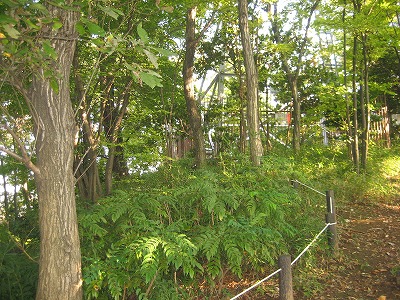外周の植栽です。