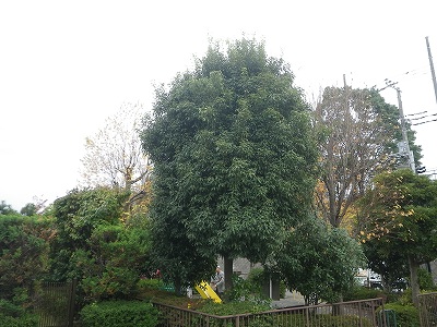 公園外周です。