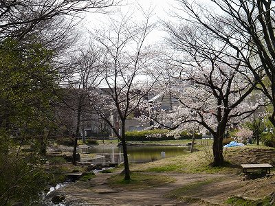 池とサクラです。