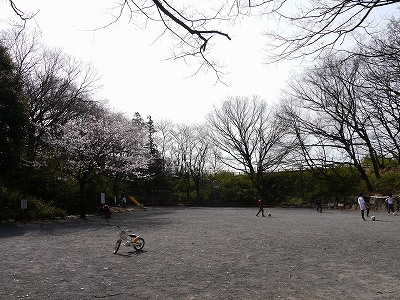 広場とサクラです。