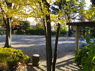 樹木越しに見た広場です。