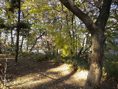 園内のひだまりです。
