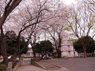 サクラと広場です。
