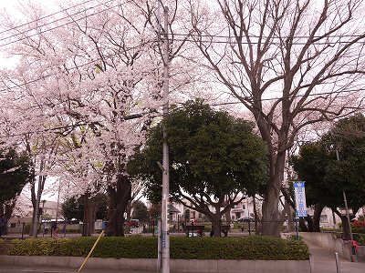 公園のサクラです。
