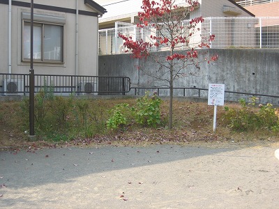 紅葉です。
