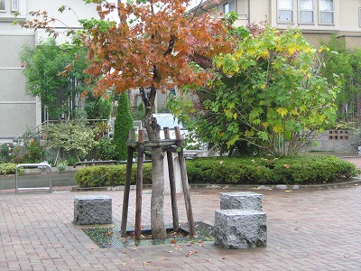 高木植栽です。