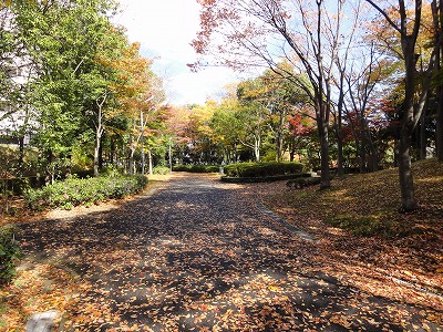 樹木に囲まれた園路です。