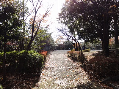 樹木に囲まれた園路です。