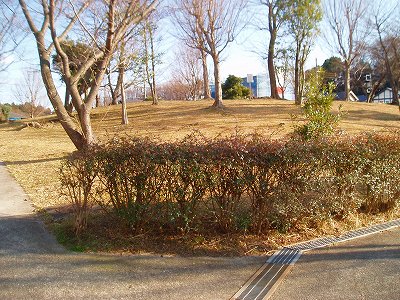 植栽地です。