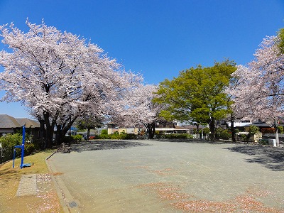 広場のサクラです。