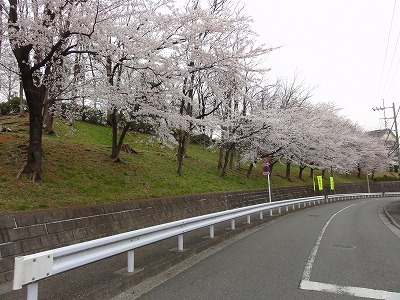道路沿いのサクラです。