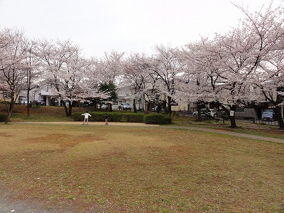広場を囲むサクラです。