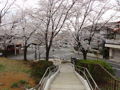 園内に続く階段とサクラです。