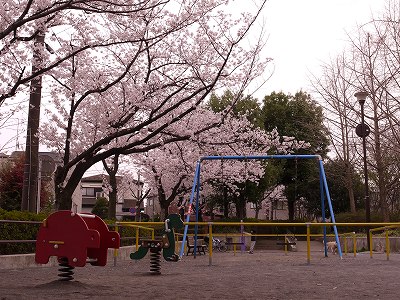 ブランコとサクラです。