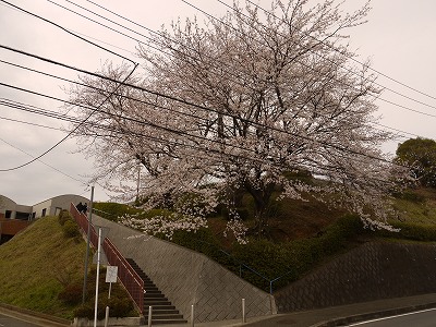 満開のサクラです。