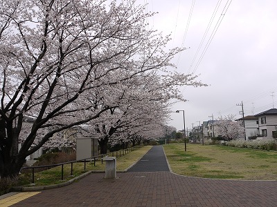 サクラ並木と園路です。