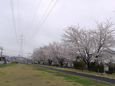 広場とサクラ並木です。