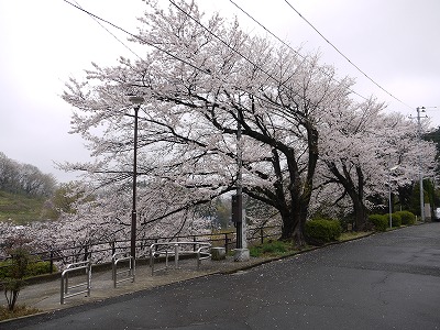 入口とサクラです。