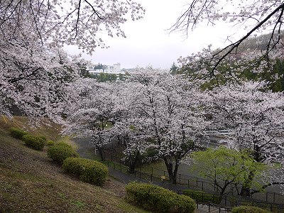 斜面から見下ろしたサクラです。