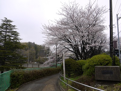 公園外周のサクラです。
