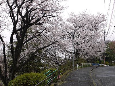 斜面上のサクラです。