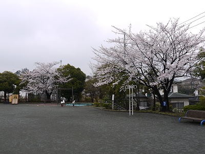 広場とサクラです。