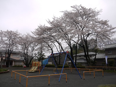 ブランコとサクラです。
