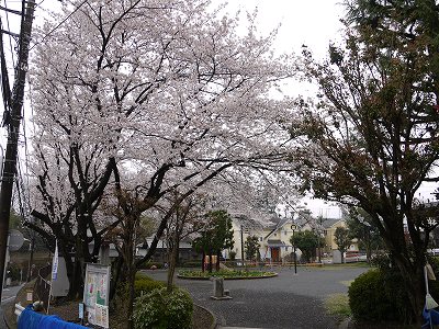 サクラと広場です。