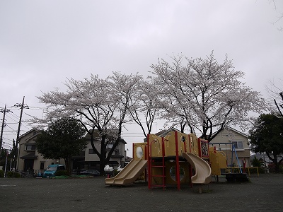 複合遊具とサクラです。