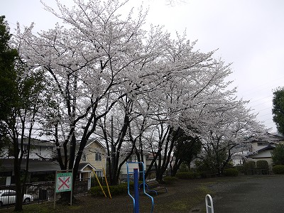 サクラと健康遊具です。