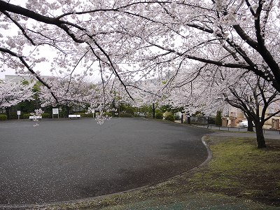 サクラと広場です。