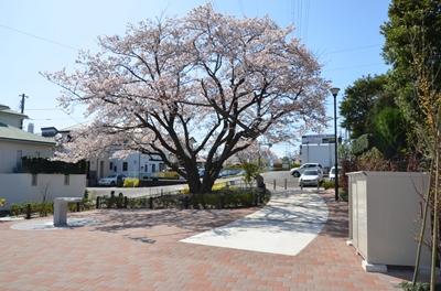公園のシンボルのサクラです。